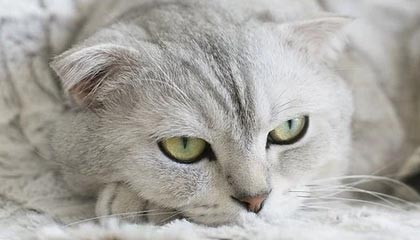 开云-【人物】遗憾之夜席尔瓦可昂首谢幕 他无愧巴黎队魂